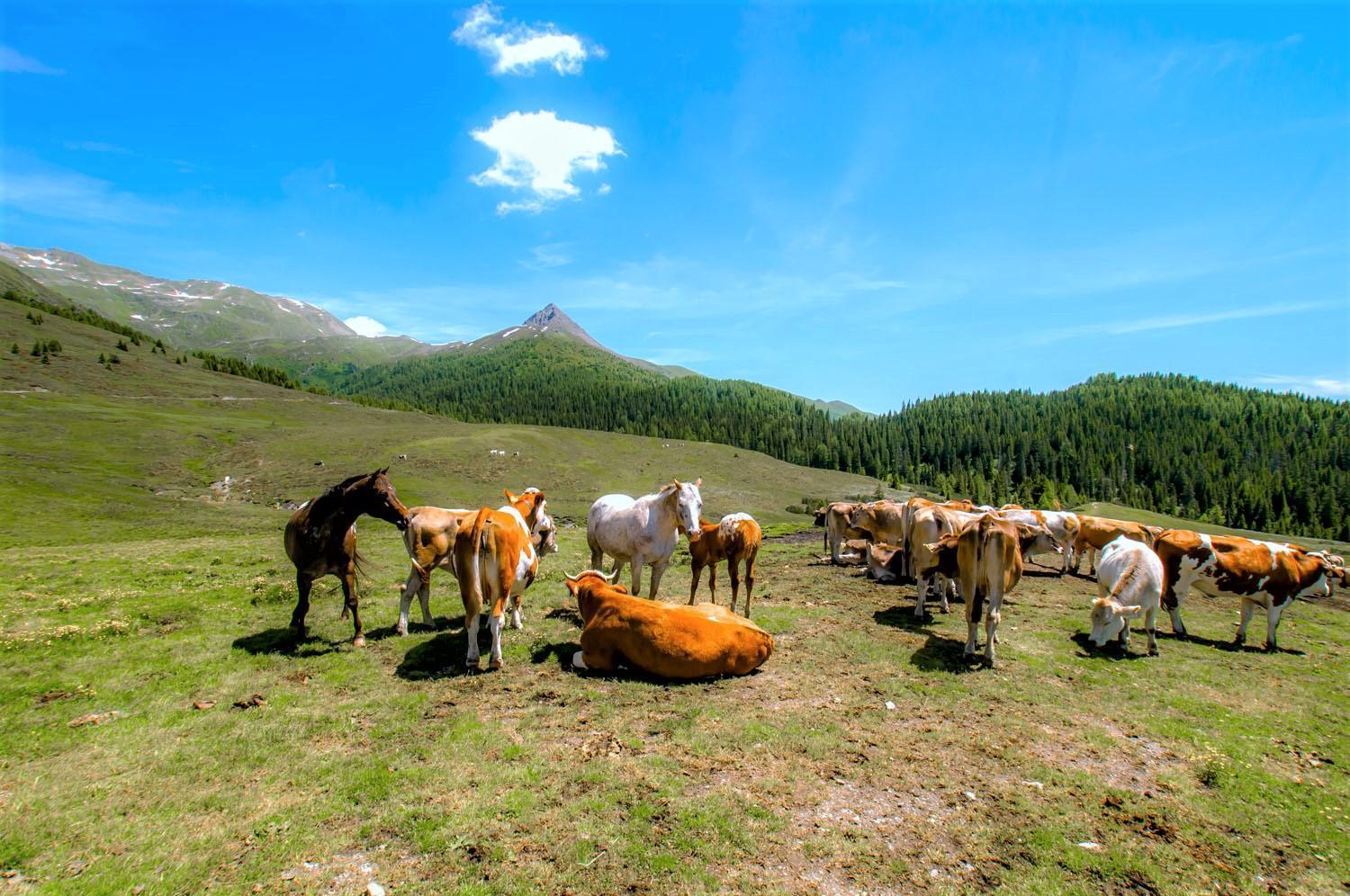 Brenta Dolomites Hotel Vason Bagian luar foto